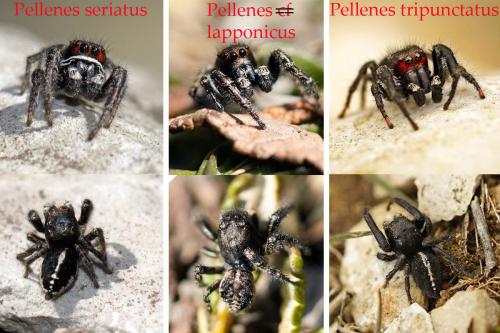 Pellenes sp.